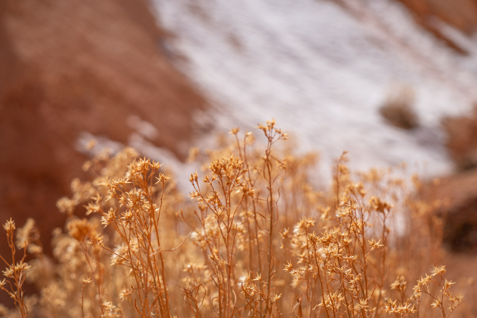 Some pretty brush with orange rock covered with a swatch of snow in the distance